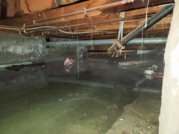 Best Flood damage cleanup  in USA